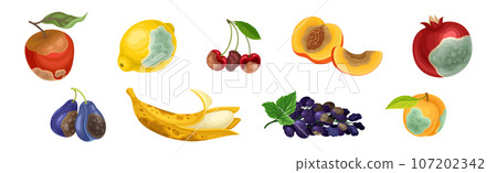 Rotten Fruit with Spoiled Bad Unhealthy Food Vector Set Rotten Fruit with Spoiled Bad Unhealthy Food Vector Set 107202342