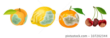 Rotten Fruit with Spoiled Bad Unhealthy Food Vector Set 107202344