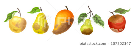 Rotten Fruit with Spoiled Bad Unhealthy Food Vector Set Rotten Fruit with Spoiled Bad Unhealthy Food Vector Set 107202347