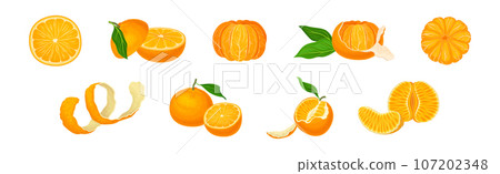Mandarin Sweet Citrus Fruit with Bright Orange Peel and Lobule Vector Set Mandarin Sweet Citrus Fruit with Bright Orange Peel and Lobule Vector Set 107202348