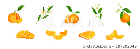 Mandarin Sweet Citrus Fruit with Bright Orange Peel and Lobule Vector Set 107202349