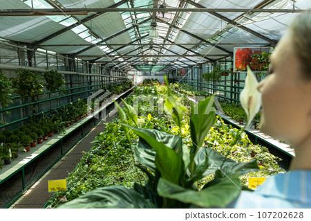 A girl with a houseplant in a greenhouse. 107202628