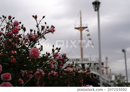 船，大船，花，天空，海，玫瑰，橫濱，旅遊，日本，山下公園，公園，植物，春天，五月，戶外，天空，樹，自然 107203092