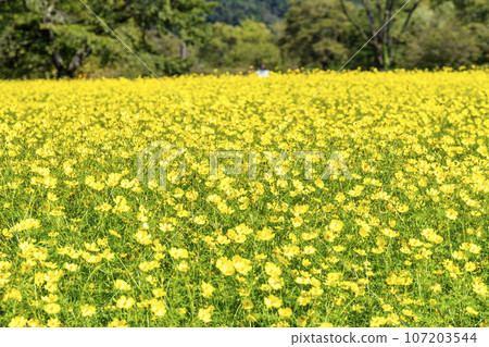 宮城縣川崎町陸奧森湖畔公園的秋日藍天和波斯菊檸檬枯萎病 107203544