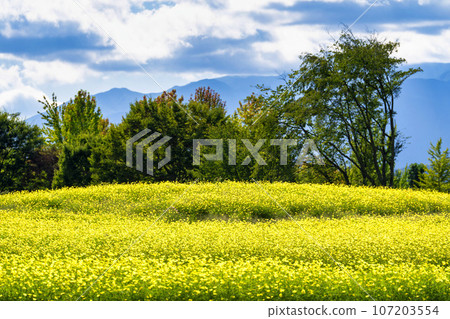 宮城縣川崎町陸奧森湖畔公園的秋日藍天和波斯菊檸檬枯萎病 宮城縣川崎町陸奧森湖畔公園的秋日藍天和波斯菊檸檬枯萎病 107203554