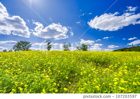 宮城縣川崎町陸奧森湖畔公園的秋日藍天和波斯菊檸檬枯萎病 107203597