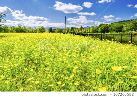 宮城縣川崎町陸奧森湖畔公園的秋日藍天和波斯菊檸檬枯萎病 107203598