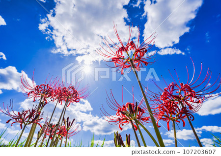 Beautifully blooming Manjushana, Higanbana, Kawasaki Town, Miyagi Prefecture Beautifully blooming Manjushana, Higanbana, Kawasaki Town, Miyagi Prefecture 107203607