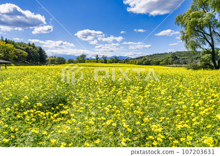 宮城縣川崎町陸奧森湖畔公園的秋日藍天和波斯菊檸檬枯萎病 107203631
