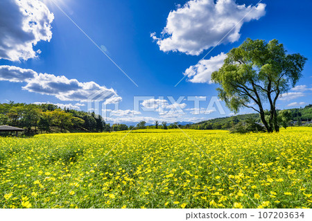 Blue sky and Cosmos lemon blight in autumn at Michinoku-Mori National Government Lakeside Park, Kawasaki Town, Miyagi Prefecture Blue sky and Cosmos lemon blight in autumn at Michinoku-Mori National Government Lakeside Park, Kawasaki Town, Miyagi Prefecture 107203634