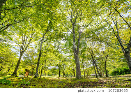 Park scenery, autumn sun filtering through the trees, Kawasaki Town, Miyagi Prefecture Park scenery, autumn sun filtering through the trees, Kawasaki Town, Miyagi Prefecture 107203665