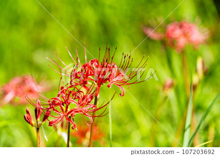 Beautifully blooming Manjushana, Higanbana, Kawasaki Town, Miyagi Prefecture 107203692