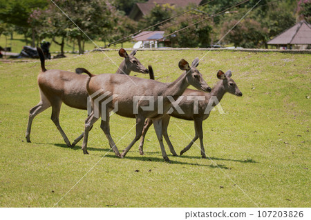 group of female sambar deer in khaoyai national park thailand 107203826