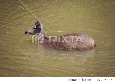 female sambar deer standing in brown color river at khaoyai national park thailand female sambar deer standing in brown color river at khaoyai national park thailand 107203827
