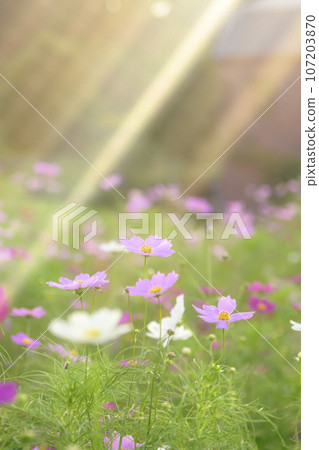 夕陽下的宇宙,光落在它上面 夕陽下的宇宙,光落在它上面 107203870