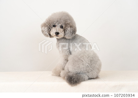 toy poodle  107203934