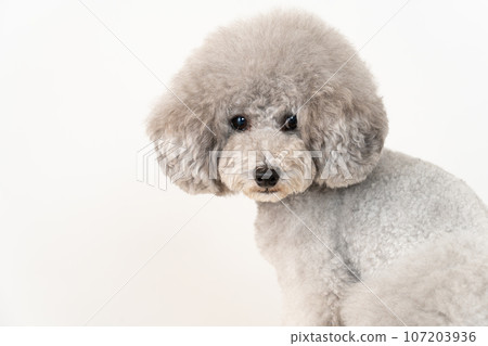 toy poodle  107203936