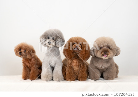 4隻玩具貴賓犬 107204155