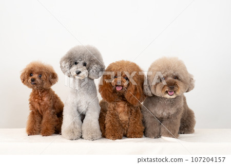 4 toy poodles 107204157