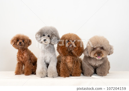 4隻玩具貴賓犬 107204159