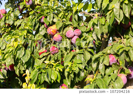 Plums hanging from trees Plums hanging from trees 107204216