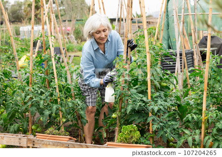 Mature woman spraying tomatoes Mature woman spraying tomatoes 107204265