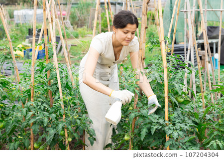 Asian woman spraying tomatoes Asian woman spraying tomatoes 107204304