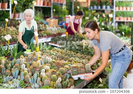 Young woman customer choosing cactus in flower-pot in open-air plants market Young woman customer choosing cactus in flower-pot in open-air plants market 107204306