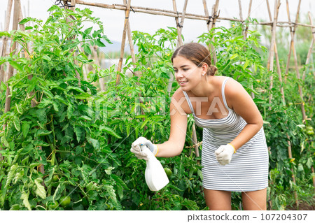Female gardener spraying tomato plant with garden spray Female gardener spraying tomato plant with garden spray 107204307