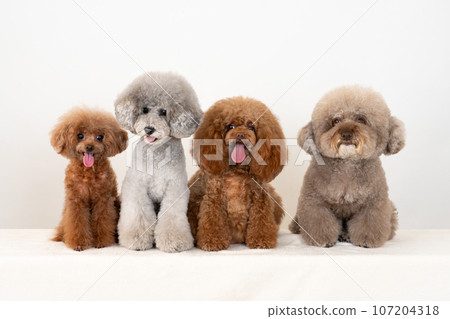 4 toy poodles 4 toy poodles 107204318