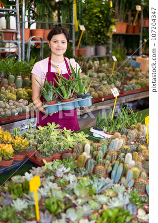 Asian saleswoman arranging aloe vera in pots on stall in greenhouse 107204347