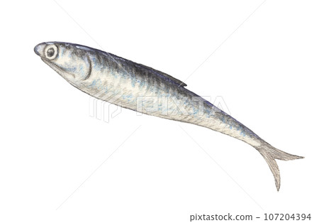 鳳尾魚水彩鉛筆插圖 107204394