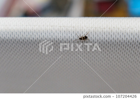 剛出生的小蟑螂到處走動 剛出生的小蟑螂到處走動 107204426