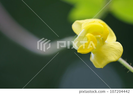 Yellow flowers of Thrush azuki Yellow flowers of Thrush azuki 107204442