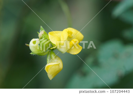 Yellow flowers of Thrush azuki Yellow flowers of Thrush azuki 107204443