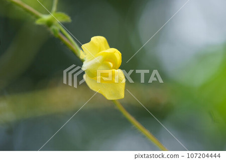 Yellow flowers of Thrush azuki 107204444