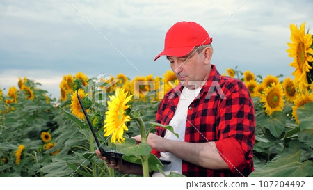 Farmer with laptop studies sunflower growth process in agricultural field. Farmer checks blooming sunflowers with laptop. Farmer uses computer technology in sunflowers cultivation at farm 107204492