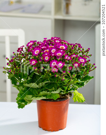Colorful beautiful pink cineraria flowers Colorful beautiful pink cineraria flowers 107204521
