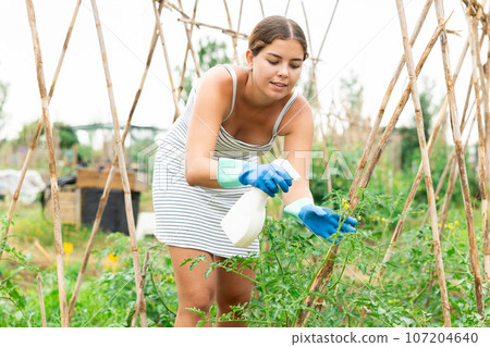 young girl in summer dress spraying tomatoes 107204640