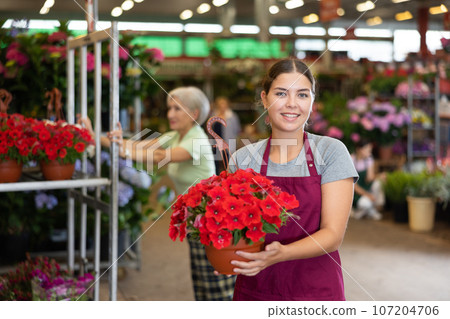 Successful female florist standing in greenhouse among multi-colored flowering plants, offering begonia with red leaf in pot Successful female florist standing in greenhouse among multi-colored flowering plants, offering begonia with red leaf in pot 107204706