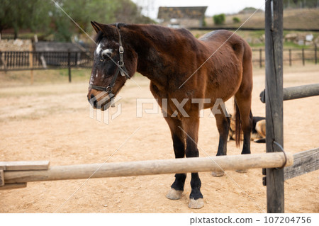 Groomed horse in the backyard of livestock farm 107204756