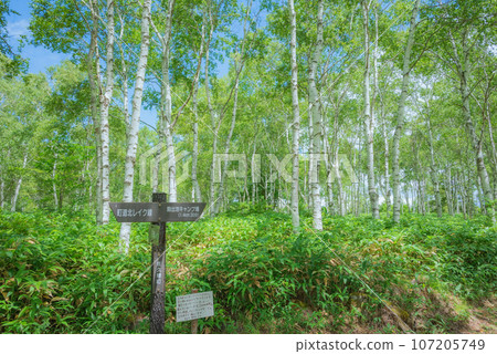 [八千穗高原]日本最大的白樺群落[北八岳] 107205749