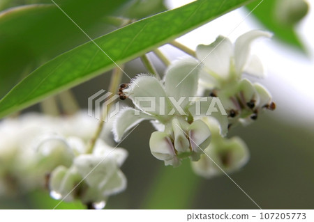 Fusenia towata Fusenia towata 107205773