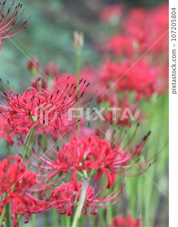 Cluster of cluster amaryllis 107205804