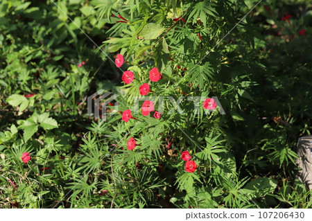開花在秋天庭院裡的柏藤紅色花 107206430