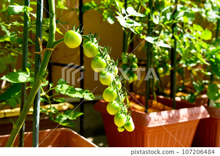 一串串的小番茄在夏日的陽光下茁壯成長 一串串的小番茄在夏日的陽光下茁壯成長 107206484