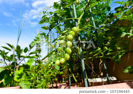 Tufts of cherry tomatoes growing vigorously under the blue sky Tufts of cherry tomatoes growing vigorously under the blue sky 107206485