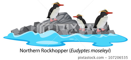 Northern rockhopper penguin on the rock Northern rockhopper penguin on the rock 107206535