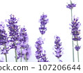 薰衣草 107206644