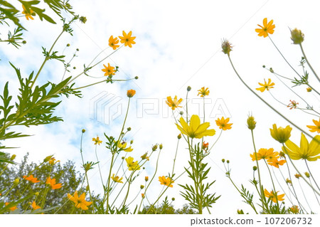 Yellow cosmos flowers and blue sky with white clouds in the background. Yellow cosmos flowers and blue sky with white clouds in the background. 107206732